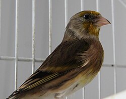 Hybrid of a canary and goldfinch