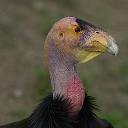 California condor
