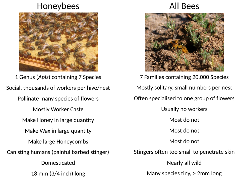 Honeybees are quite atypical of bees in general[11][12]