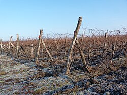 Wine estate in Hungary