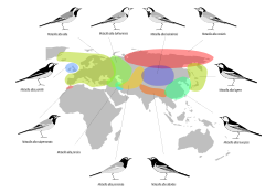 Breeding ranges of the major races