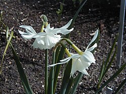 N. triandrus 'Thalia', considered a grave flower