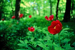 Paeonia officinalis growing in Hungary