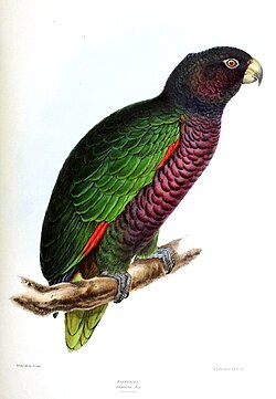 Imperial Amazon