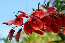 The ceibo flower (Erythrina crista-galli) is the national flower and tree of Argentina by Decree No. 13,847/42[174]