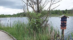 Schwenninger Bog, the source of the Neckar