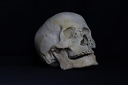 Human head skull from side