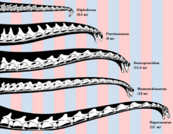 Reconstruction of selected sauropod necks, showing posture and length