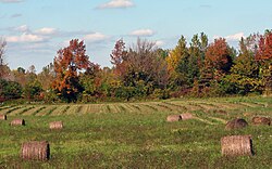 These round bales have been left in the field for many months, perhaps more than a year, exposed to weather, and appear to be rotting. Not all animals can safely eat hay with rot or mold.