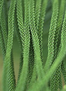 The scale-shaped leaves of the Norfolk Island pine