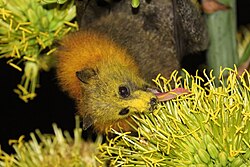 A grey-headed flying fox (Pteropus poliocephalus) feeds on nectar, its face covered with yellow pollen
