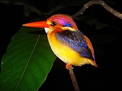 The black-backed dwarf kingfisher is considered a bad omen by warriors of the Dusun tribe of Borneo.[citation needed]