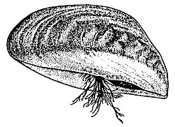 Drawing, showing the byssus