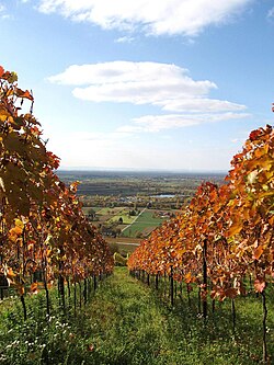 Vineyards south of Darmstadt – view towards the Rhine Plain