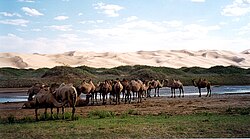 Bactrian camels by sand dunes in Gobi Desert