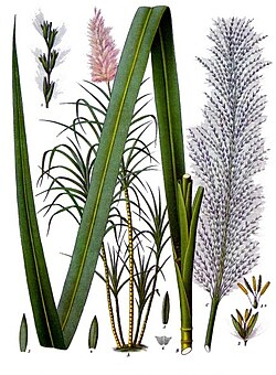 Saccharum officinarum