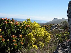 Mountain fynbos on the Cape Peninsula