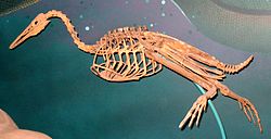 H. regalis skeleton in swimming pose; note feet pointing sideways