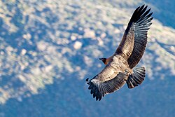 Andean condor (Vultur gryphus), the national bird of Chile