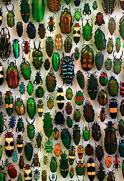 Coleoptera at the State Museum of Natural History, Karlsruhe, Germany