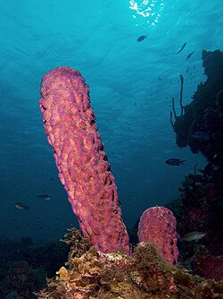 A stove-pipe sponge