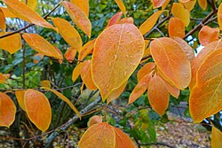Hybrid cultivar "Nikita's Gift" leaves in fall.