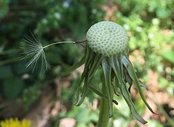 T. officinale seed head with only one seed still attached