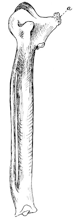 Left carpometacarpus from the hand of an extinct swan (Olor paloregonus = Cygnus paloregonus) from Oregon. Date: 1892–1893, Source: Popular Science Monthly Volume 42