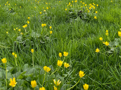 Grass with non-grass flowers around it