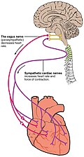 Autonomic innervation of the heart