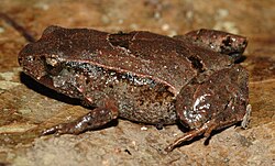 Pouched frog (Assa darlingtoni)