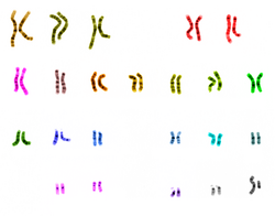 An image of the 46 chromosomes making up the diploid genome of a human male (the mitochondrial chromosomes are not shown).