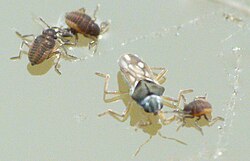 Adult and nymph Microvelia water bugs using Marangoni propulsion