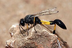 Sceliphrinae: Sceliphron spirifex