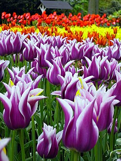 The Keukenhof in Lisse, Netherlands