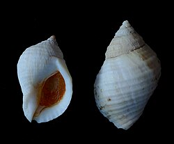 The dog whelk was named Buccinum lapillus in 1758.