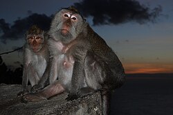 Crab-eating macaque monkeys in Uluwatu