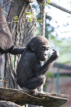 A baby at Praha Zoo in Prague, Czech Republic