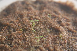 Germination of seedlings raised from seeds of eucalyptus after three days of sowing