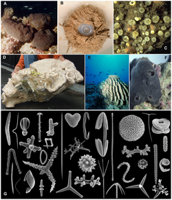 Sponge spicule