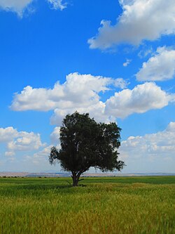 Tamarix stricta in Ateybeh village, Boushehr, Iran