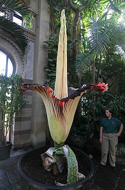 Amorphophallus titanum in Wilhelma Botanical and Zoological Gardens, Stuttgart