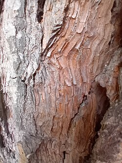 Bark of a stone pine, Pisa