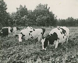 Dairy cows grazing on kudzu in Columbia County, Georgia, c. 1950s
