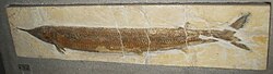 Fossil of the Jurassic †aspidorhynchiform †Aspidorhynchus sp.
