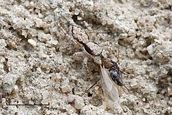 Spiders (like this Menemerus jumping spider) sometimes feed on ants