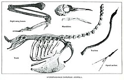 Skeleton of a female, showing the spur on the wing, pneumatization of the base of upper mandible, and trunk with sternum, trachea and hyoid