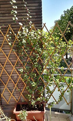 Ornamental trailing plant on a trellis (creeping groundsel).