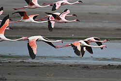 Mixed flock of greater and lesser flamingos, in Tanzania