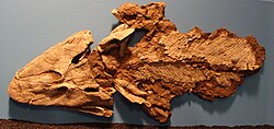 Tiktaalik roseae had spiracles (air holes) above the eyes.